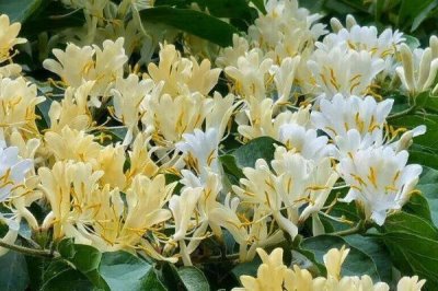 金银木如何繁殖,可播种也可扦插