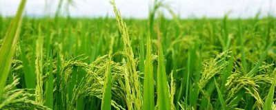 蓉优981水稻品种的特性,稻田杂草防治