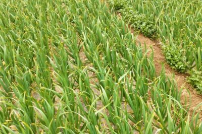 大蒜秋播栽培方法，开挖浅沟后再进行点播