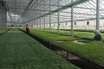 冬季如何快速提高棚室地温，封冻前铺防寒草效果好