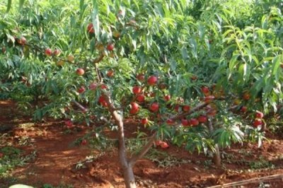 血桃的成熟时间，一般在5-6月份成熟上市