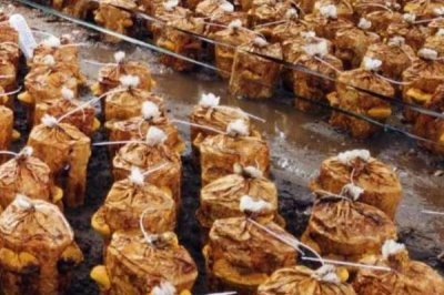 种植桑黄的利润和风险,效益可观但一些企业会进行欺骗经营