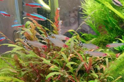 红鼻剪刀鱼好不好养,是一种比较好样的鱼