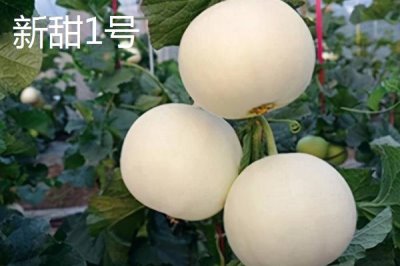 南方种甜瓜适合种什么品种,香妃、橙露、羊角蜜等品种皆可选择