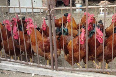 养鸡喂什么食物,肉虫、蚯蚓、黄粉虫等都是很好的食物