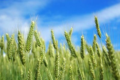 涡麦303小麦品种的特性,每亩适宜基本苗14万—20万