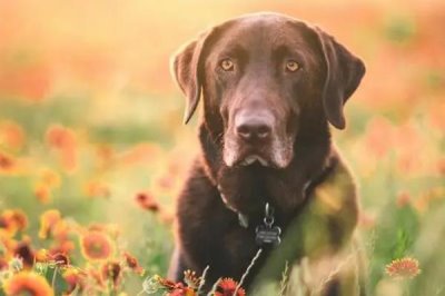 狗狗心丝虫病的症状与治疗方法，传播途径为蚊子叮咬