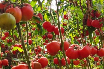 西红柿施肥要注意什么,有机肥一定要腐熟且适量