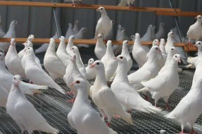 养殖乳鸽的前景,目前来看具有较大的市场潜力