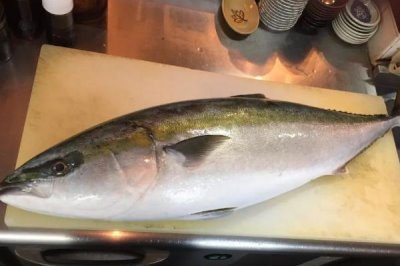 什么是鰤鱼,属于鲹科、鰤属海洋鱼类的统称