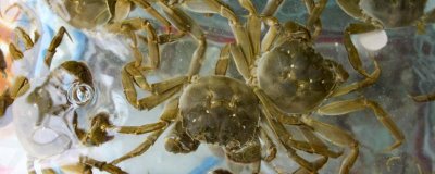 如何饲养小溪里抓的螃蟹,每隔4-5天换一次水