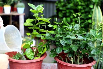 茉莉花烂根的原因及解决方法，可能是盆土不适或浇水不当所致