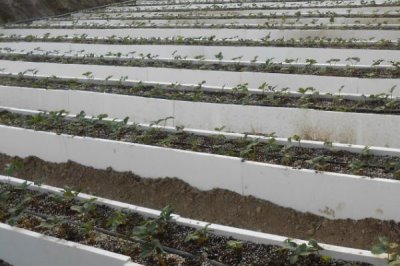 草莓无土栽培技术,栽培槽有下挖式栽培槽和高畦栽培槽两种