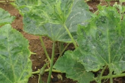 瓜类作物茎基部频繁开裂的原因,过量使用氮肥会降低表皮韧性、导致茎秆开裂