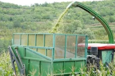 玉米患有锈病青贮后可以喂牛羊吗，不可用来饲喂牛羊