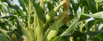 明科玉77玉米种子特点,每亩施尿素30-40千克