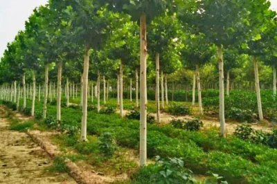 梧桐树种子怎么采收,9月至10月采收为佳