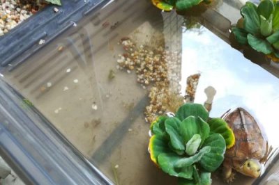 草龟互咬怎么办,可更换容器或分开饲养