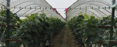 葡萄避雨栽培的优缺点,优点是可减少病害发生、缺点是容易导致枝蔓徒长