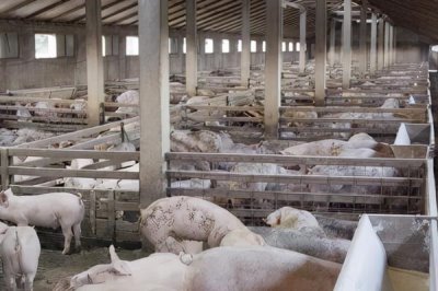 秋季养猪注意事项,猪圈的保暖很重要