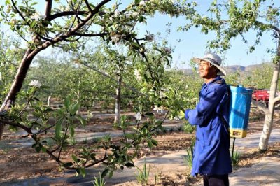 防治蚜虫用什么药，马拉硫磷、杀螟松、抗蚜威等药物均可起到灭杀效果