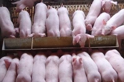 仔猪断奶转群要注意什么,要积极应对应激反应