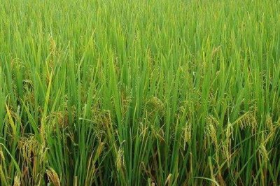 佳禾336水稻品种简介,一般6月中下旬播种