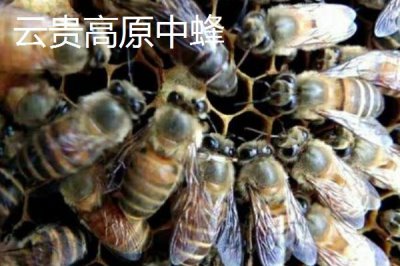 中蜂的品种,群势大小不一