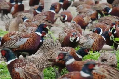 人工山鸡养殖的优势,投资少技术简单