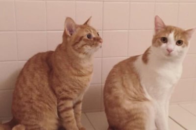 母猫对公猫要熟悉多久，通常需要5-7天