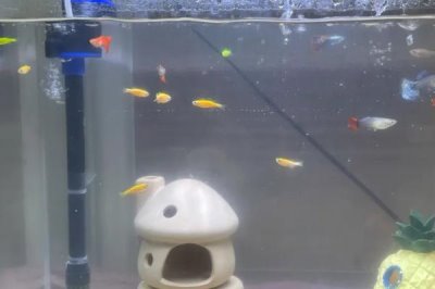 给鱼缸换水的正确方法，根据情况选择部分换水或全部换水