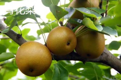 香梨的品种,不同品种的成熟时间不同