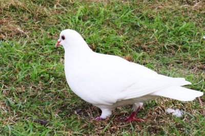 鸽子吃什么才能长得又肥又壮，可饲喂玉米、小麦、高粱等食物