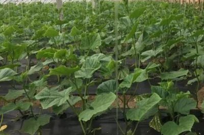 露天黄瓜的株行距，株行距一般控制在35×60cm