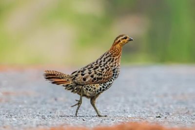 竹鸡的价格和前景,不同品种的售价有所差异