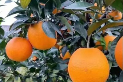 赣南脐橙简介，被列为全国十一大优势农产品之一
