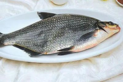 武昌鱼怎么养殖,根据鱼苗的大小分级饲养