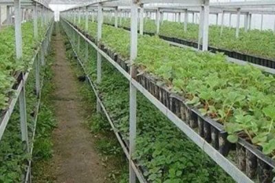 罗汉果的繁殖方法，可压蔓、种子或嫁接繁殖