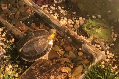 乌龟怎么喂养，要遵循以下四个原则