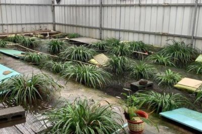 石蛙苗的养殖方法，每天上午、下午均投喂一次