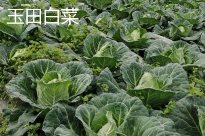 河北秦皇岛有哪些特产,昌黎葡萄畅销全国各地