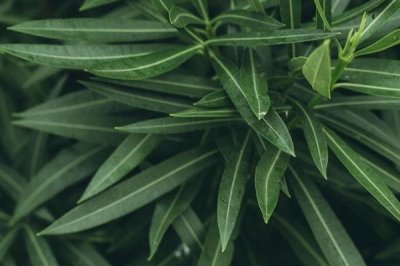 鹅不能吃什么植物,不能吃臭椿叶、灰灰菜、楝树叶等