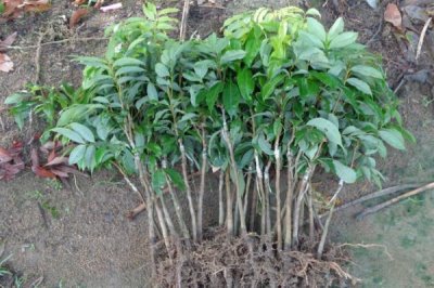白蜡荔枝苗的价格,约20-30元/株左右