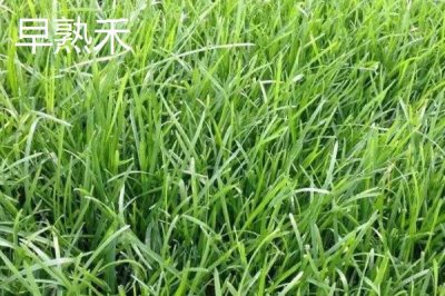 常见的草坪种子,高羊茅适合大范围推广及使用
