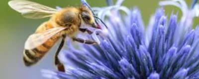 诱蜂的适宜时间，以春、夏、秋三季为宜