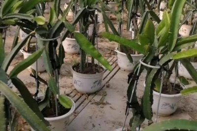 火龙果能否在家种植,可以采用盆栽的方式种植