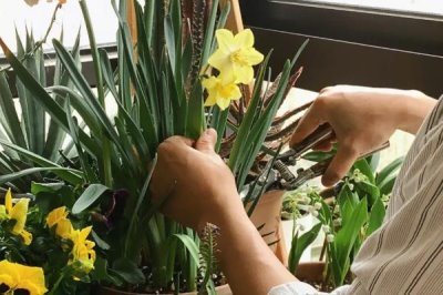 水仙花能不能在室内养，可以在室内养但不要触碰鳞茎