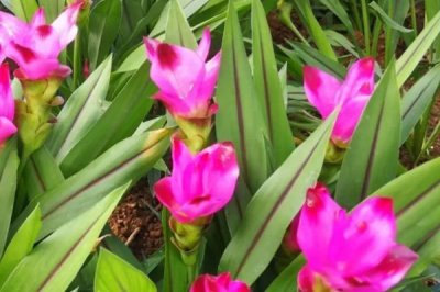 姜荷花花谢了怎么办,花谢了之后需要及时修剪