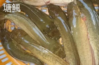 塘鲺和鲶鱼有什么区别，塘鲺别称胡子鲶