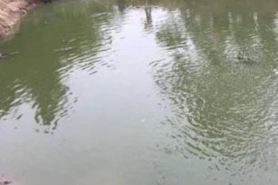 雅鱼的价格，一斤50-70元